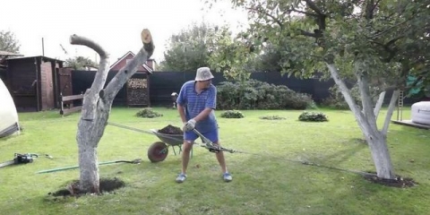 Kako iščupati drvo jabuke